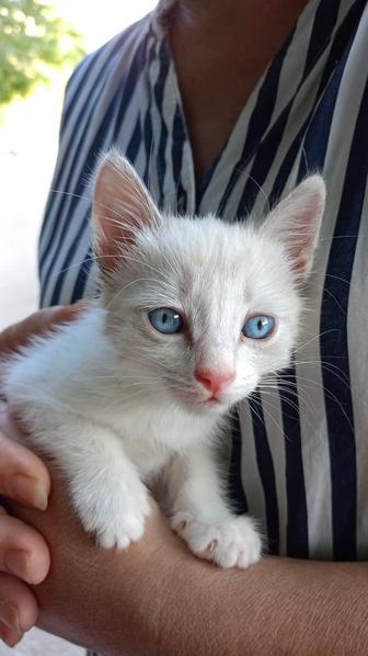 Котята (2 мальчика)
