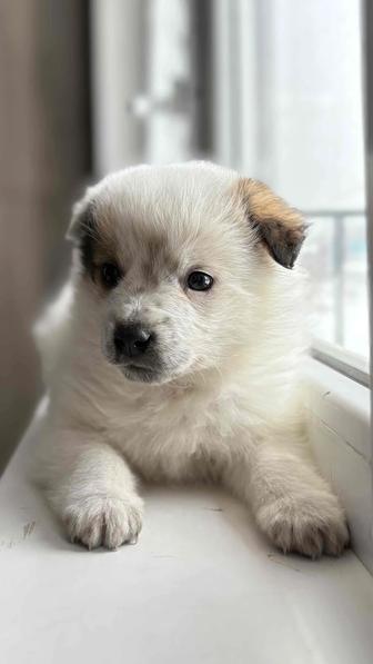 Щенок мальчик