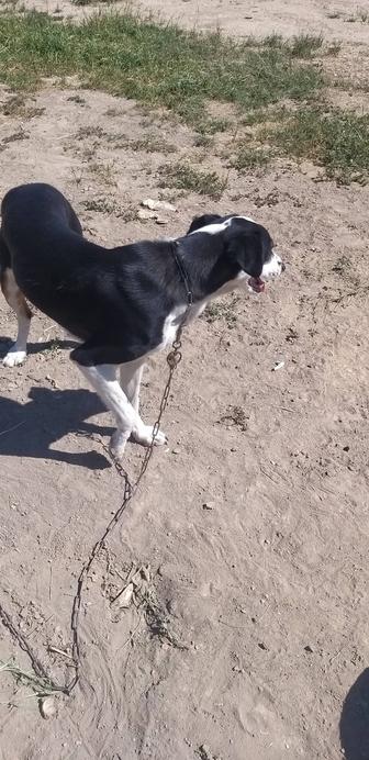 отдам собаку в женщину пожилую девочка 2года не агрессивна только на кошку