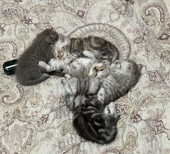 Продаются шотландские котята