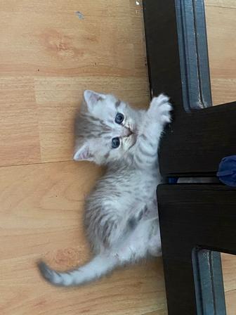 Продаются шотландские котята