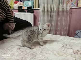 Продаются шотландские котята