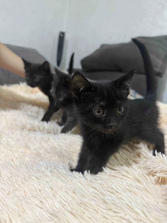 Отдам котят в добрые руки