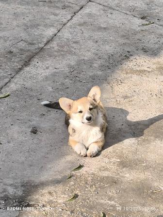 Щенки вельш корги пемброк