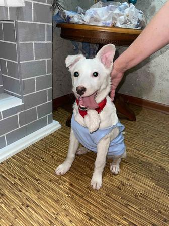 Белый щенок