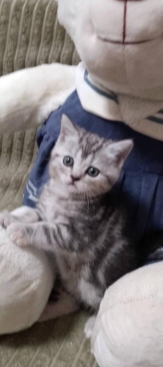 Котенок скоттиш страйт