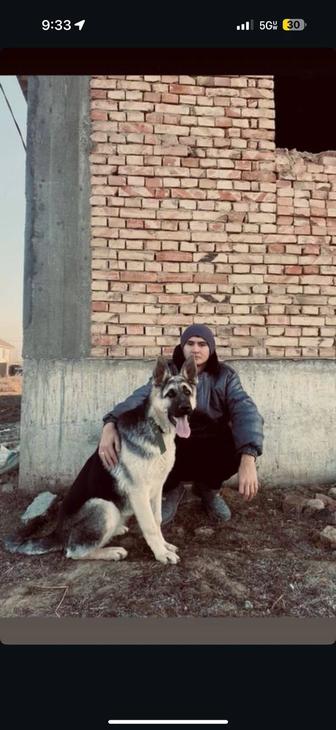 Продам щенков!