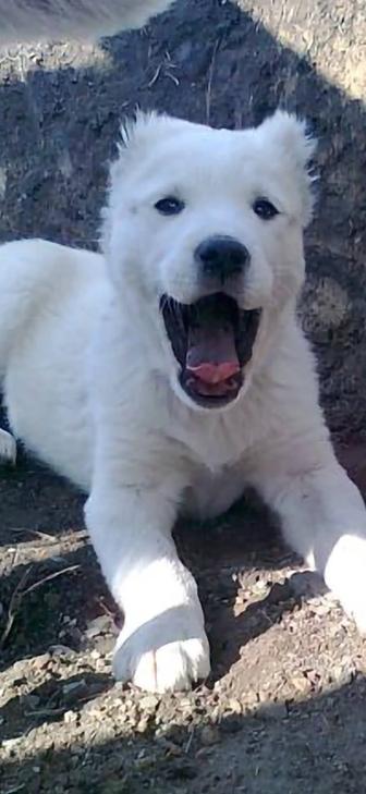 Продам щенка мальчик алабай