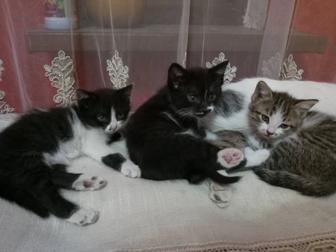 Котята в добрые руки, 7 недель
