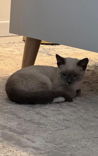 Отдам котенка в добрые руки