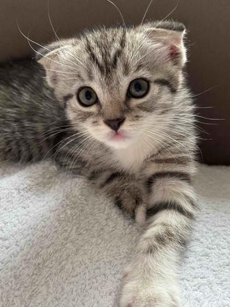 Шотландский вислоухий котенок