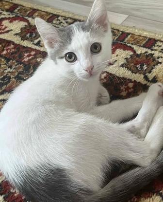 Отдам кошку