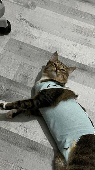 Кошечка 1 год ищет дом