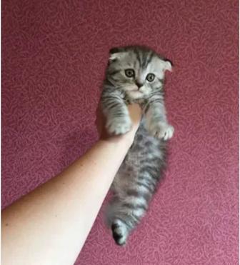 Продам котенка вислоухого