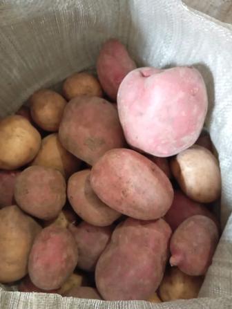 Продаю картошку домашнюю