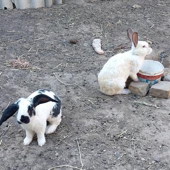 Продаются кролики