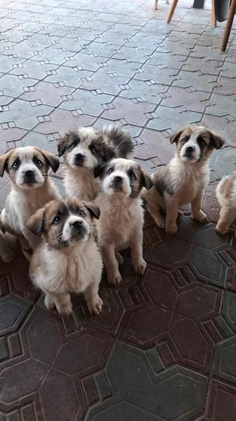 Отдам щенят