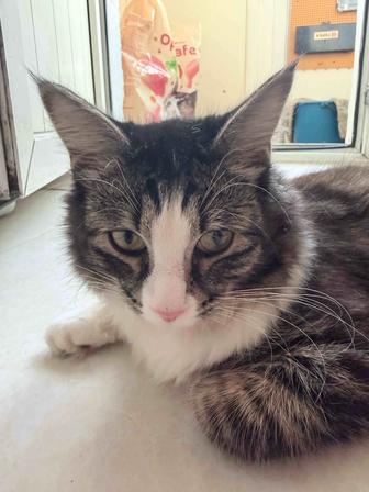 Барсик., 2 года, ищет новый до!!!умный!!!