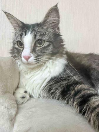 Барсик.метис, , 2 года, ищет новый дом!умный!!!