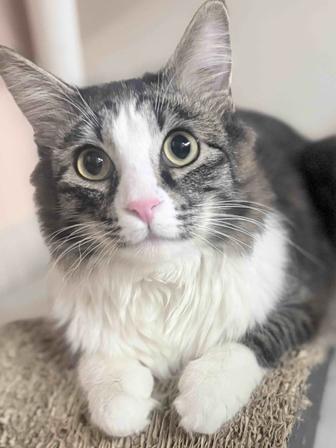 Барсик.метис, , 2 года, ищет новый дом!умный!!!