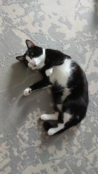 Отдам кота.