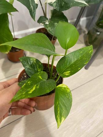 Растения комнатные