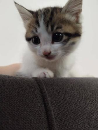 Котенок девочка