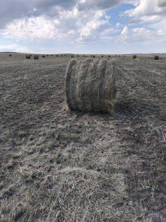 Сено в рулоннах и тюках возможна доставка по Карагандинской области