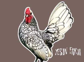 Инкубационные яйца куры породистые, высокий процент