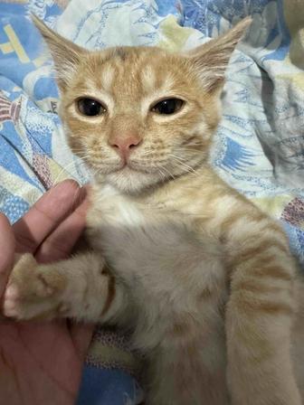 Отдам котенка в хорошие руки