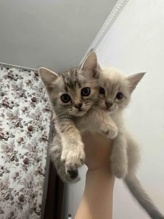 Британская коротшерстная
