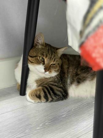 Кот в добрые руки