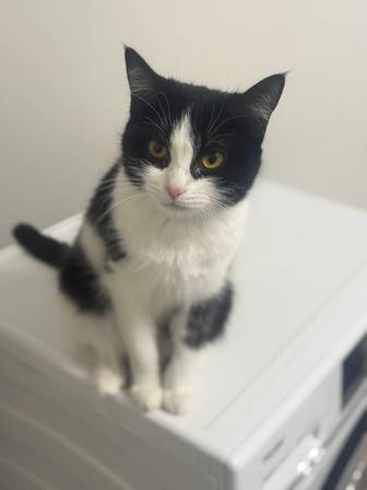 Кошечка Муся,красотка!