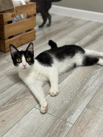 Кошечка Варя,красотка!