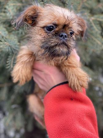 Срочно продам щенка девочка Брюссельский гриффон