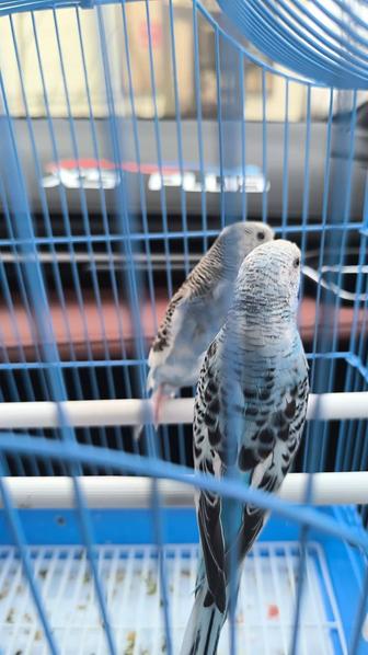 Папугай бар