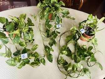 Комнатные цветы