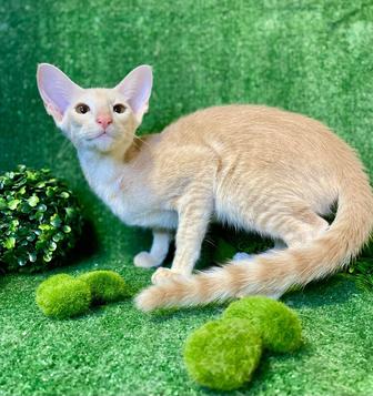 Ориентальные котята