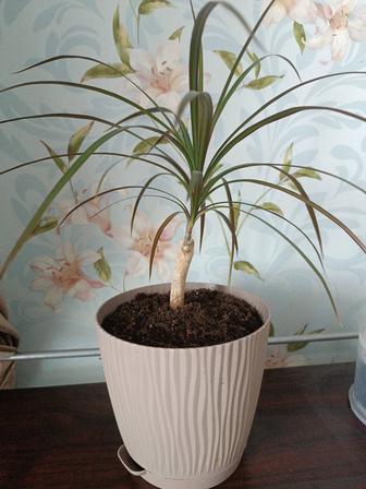 Драцена в горшке пальма