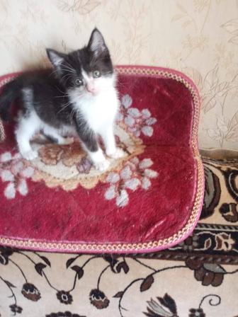 Котенок