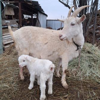 Продам козу