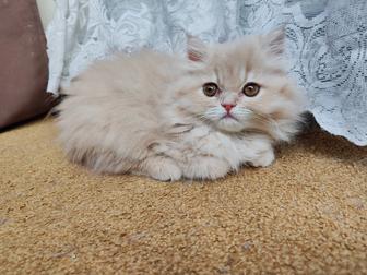 Продам персидского котенка(мальчик)(Читать Внимательно)