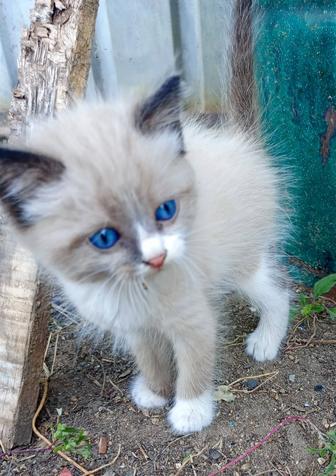 Отдам сиамского котенка