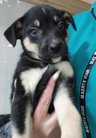 Щенок Бесплатно!