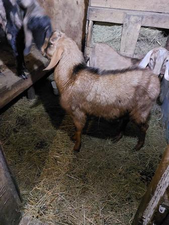 Продам коз