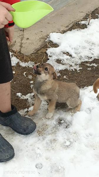 Отдаю щенка в хорошие руки