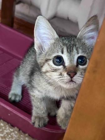 Котята/Котенок