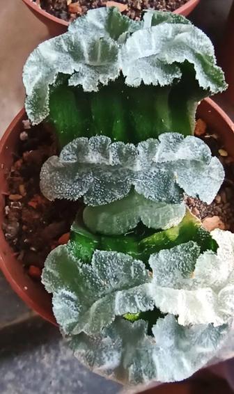 Хавортия Трунката / Haworthia Truncata