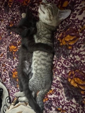 Котенки