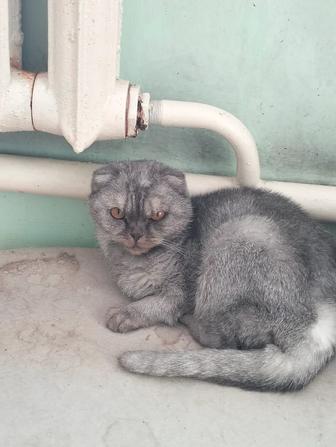 Котята элитные